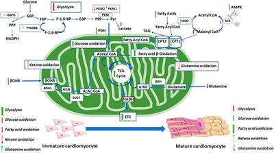 Energy Metabolism on Mitochondrial Maturation and Its Effects on Cardiomyocyte Cell Fate